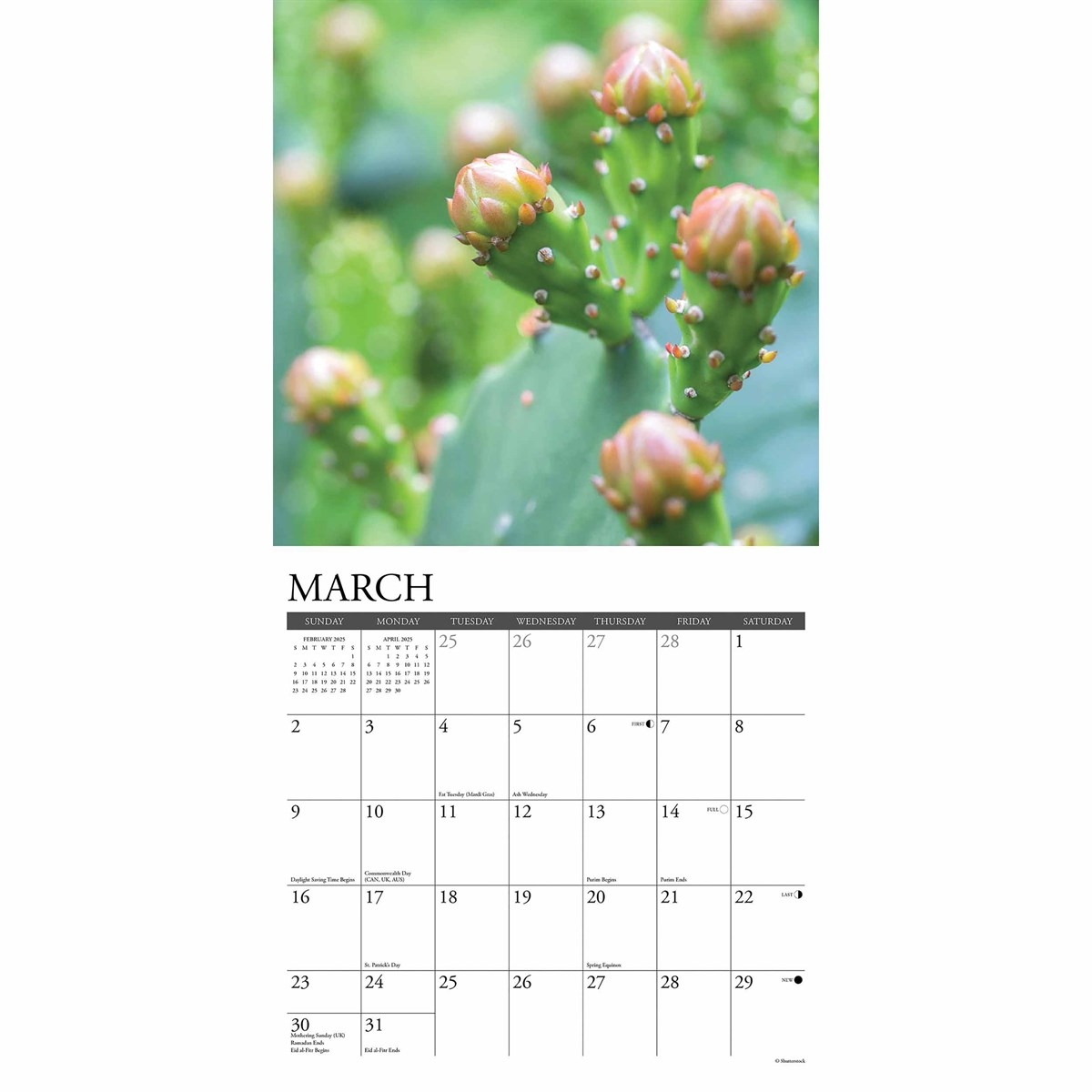 Cactus Calendar 2025 Cactus Calendar 2025