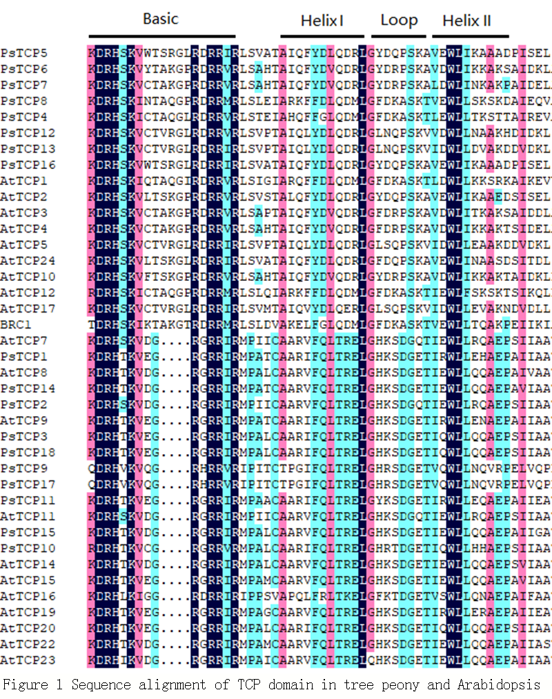 Identification And Bioinformatics Analysis Of TCP Family Genes In Tree Peony Zhang Computational Molecular Biology Identification And Bioinformatics Analysis Of TCP Family Genes In Tree Peony Zhang Computational Molecular Biology