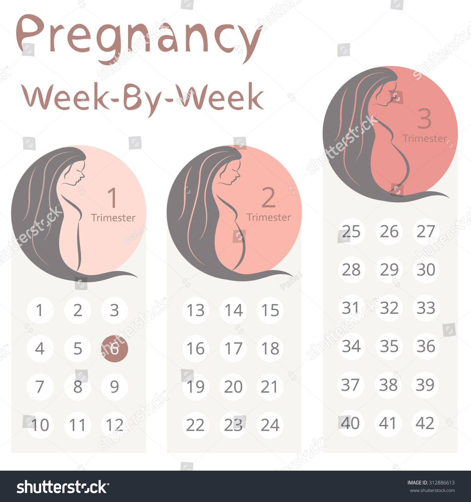 Calendar Pregnancy Authentic Trimesters Pregnant