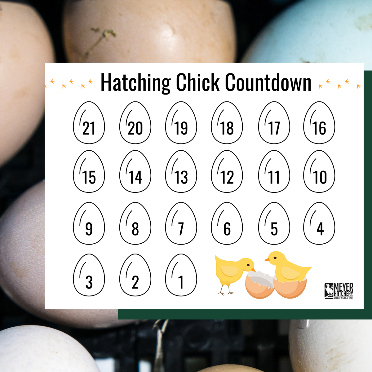 Free Range Freebies From Meyer Hatchery Meyer Hatchery Blog