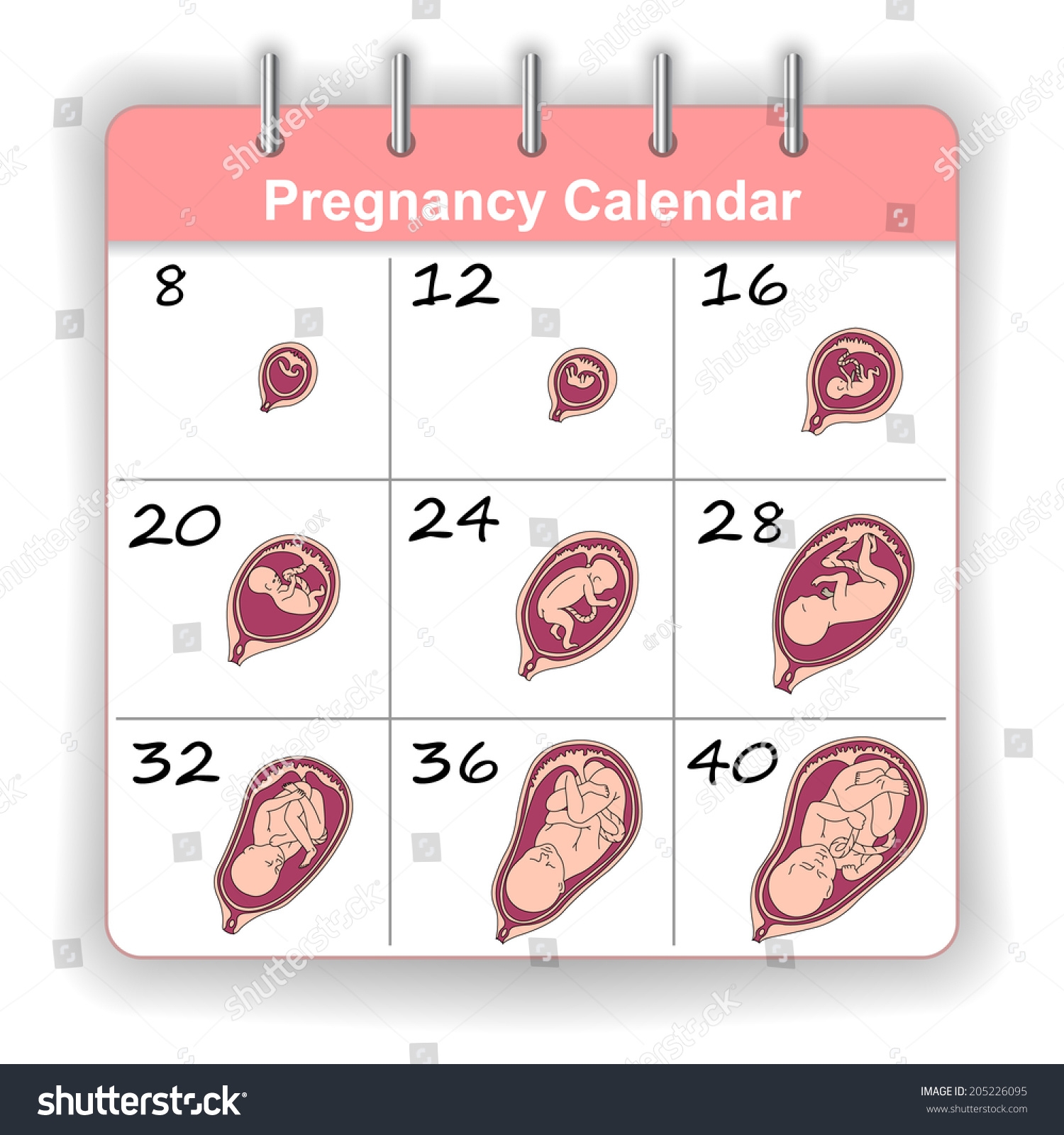 Pregnancy Calendar By Weeks Months Twenty Weeks Pregnant Icon 20 Weeks Stock Vector Royalty Free 